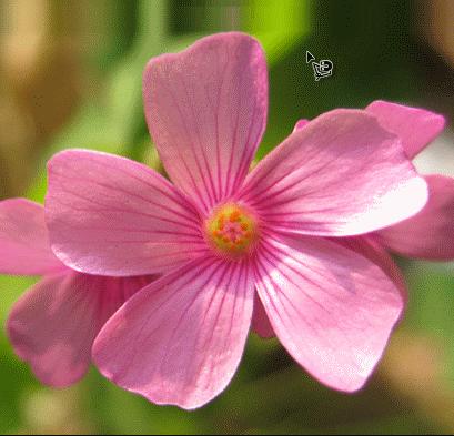 ʹAdobe Photoshop CS6gifӮ